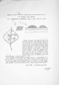 Elsinoe populi image